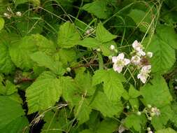 Image of Rubus wahlbergii Arrhen.