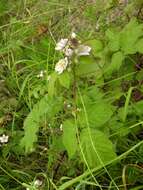 Image of Rubus wahlbergii Arrhen.