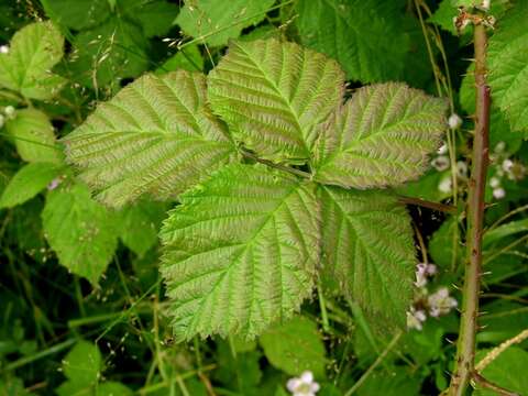 Image of Rubus wahlbergii Arrhen.