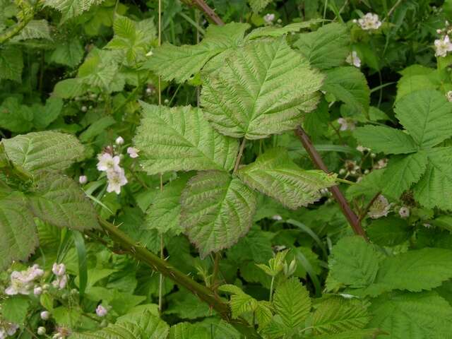 Image of Rubus wahlbergii Arrhen.