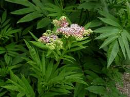 Imagem de Sambucus