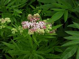 Imagem de Sambucus