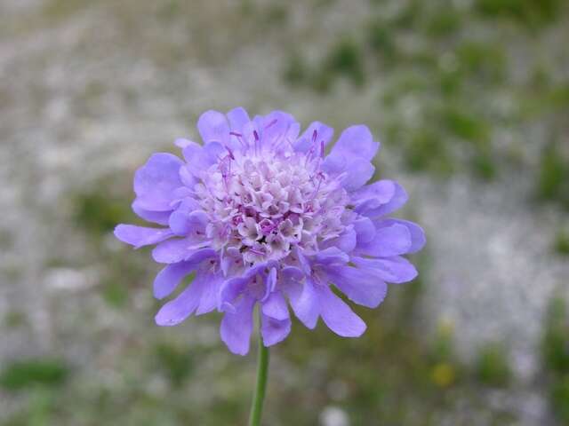 Image of Pincushion Flowers