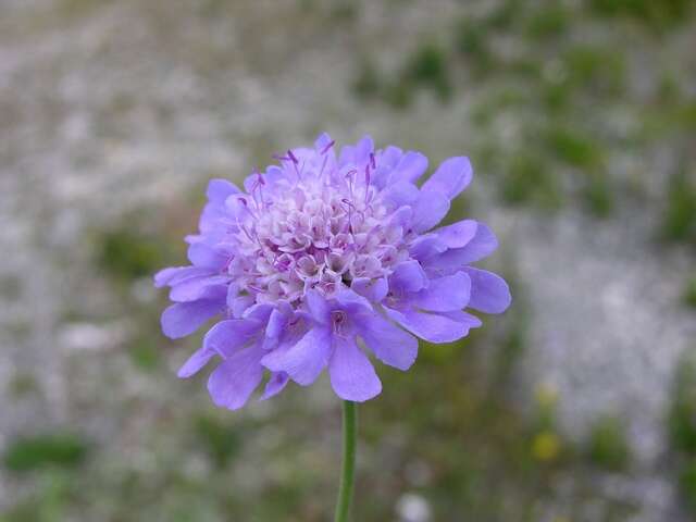 Image of Pincushion Flowers