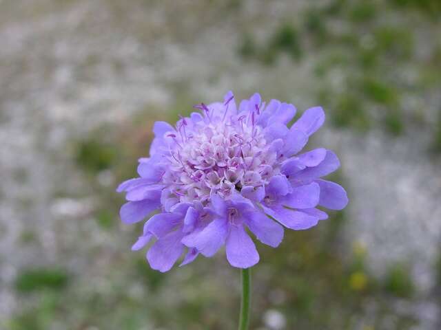 Image of Pincushion Flowers