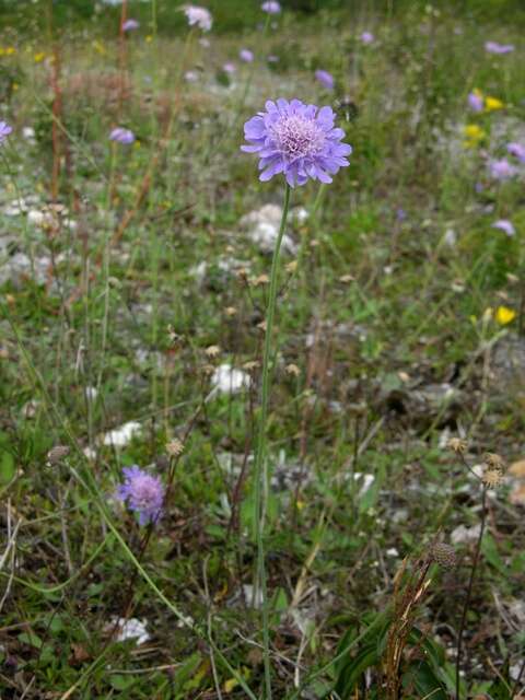 Image of Pincushion Flowers