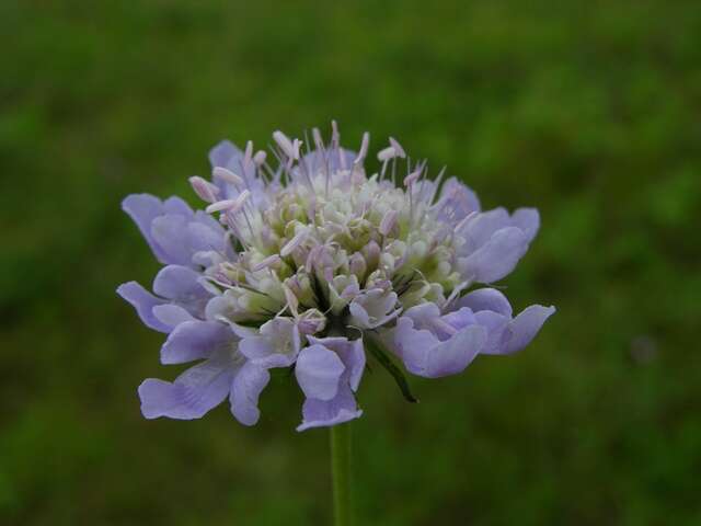 Image of Pincushion Flowers