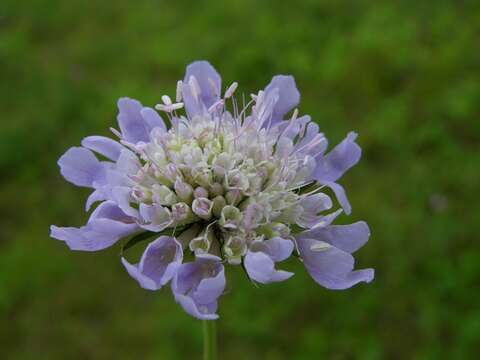 Image of Pincushion Flowers