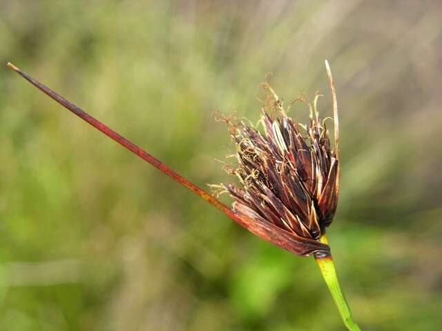 Image of bog-rush