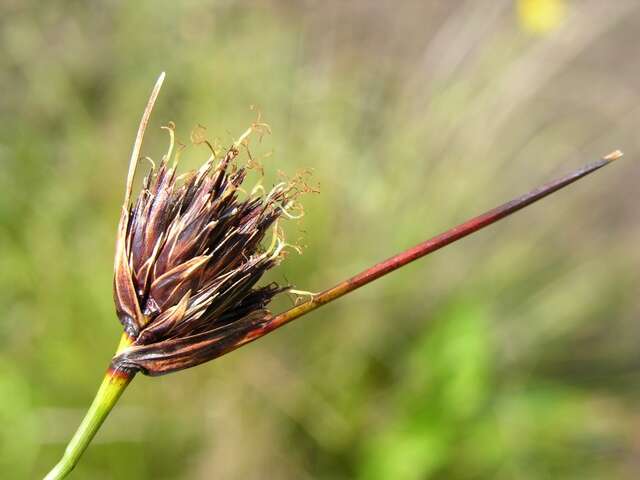 Image of bog-rush