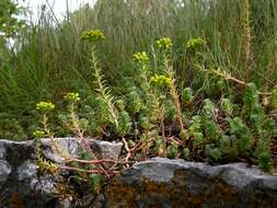 Image of <i>Sedum reflexum</i>