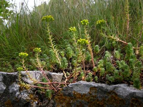 Image of <i>Sedum reflexum</i>