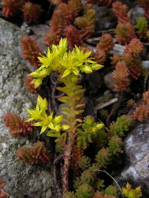 Image of stonecrop