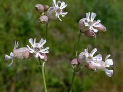 Imagem de Silene vulgaris (Moench) Garcke