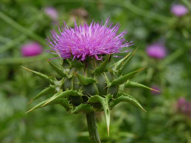 Image of Milk thistle