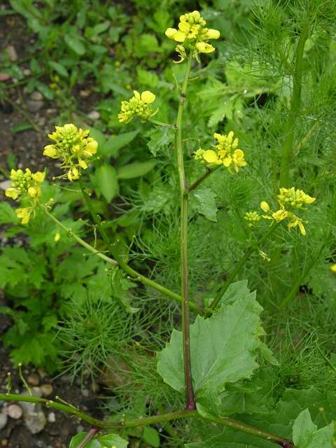 Image of mustard