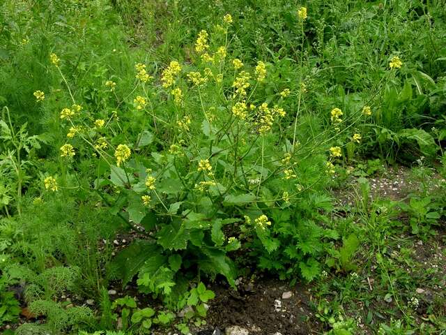 Image of mustard