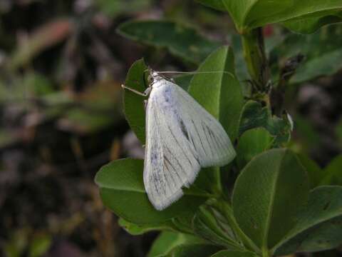 صورة Sitochroa