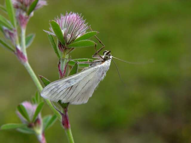 صورة Sitochroa