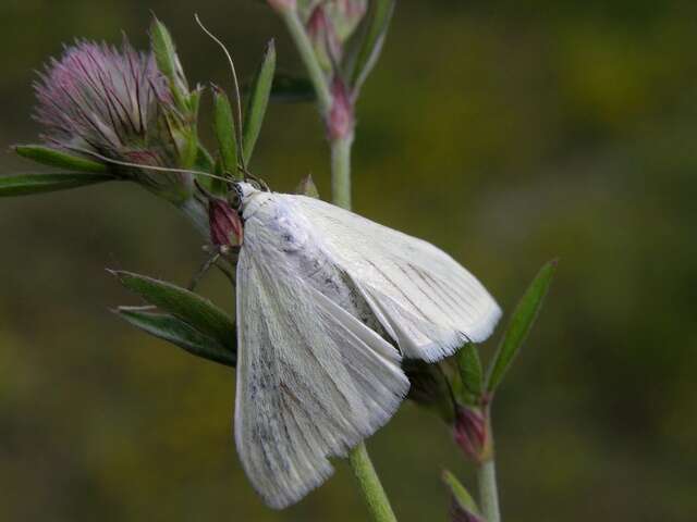 صورة Sitochroa