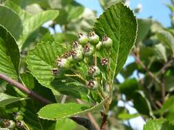 Image of Grecian Whitebeam