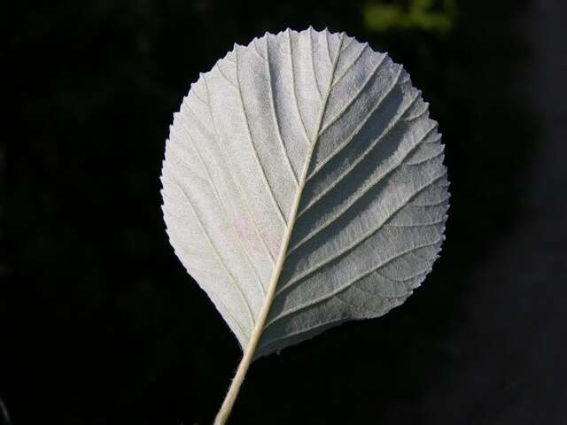 Image of Grecian Whitebeam