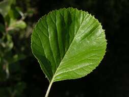 Image of Grecian Whitebeam