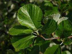 Image of Grecian Whitebeam