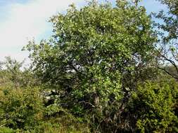 Image of Grecian Whitebeam