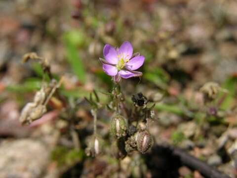 Image de Spergularia