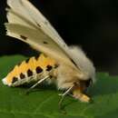 Image of Spilosoma lutea Hüfnagel 1766