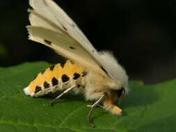 Image of Spilosoma lutea Hüfnagel 1766