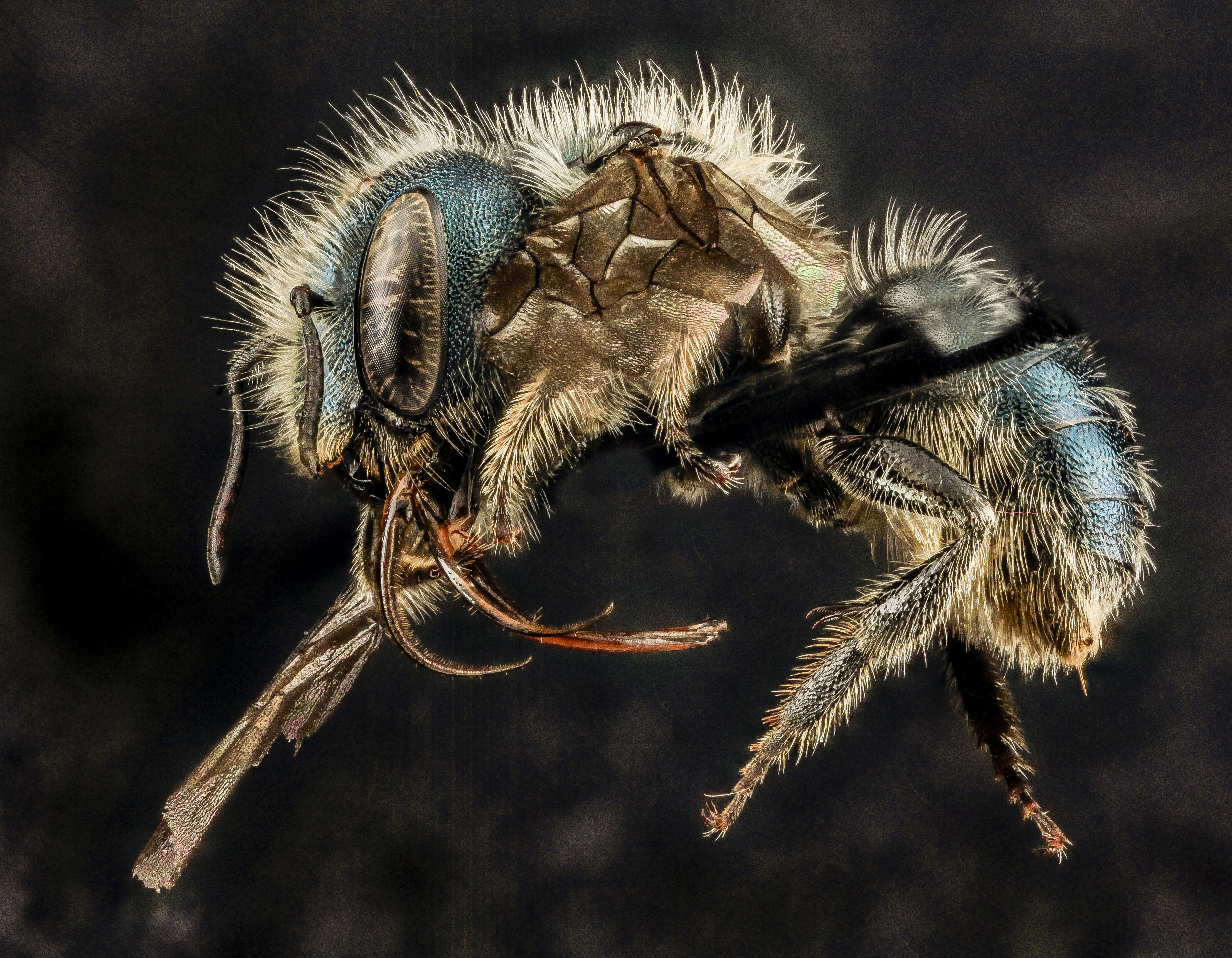 Image of Osmia albiventris Cresson 1864