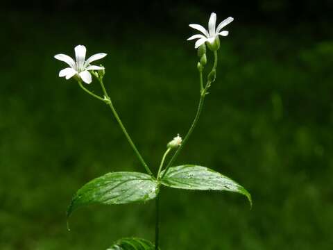 Image of wood stitchwort