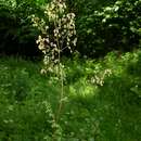 Image de Thalictrum simplex L.