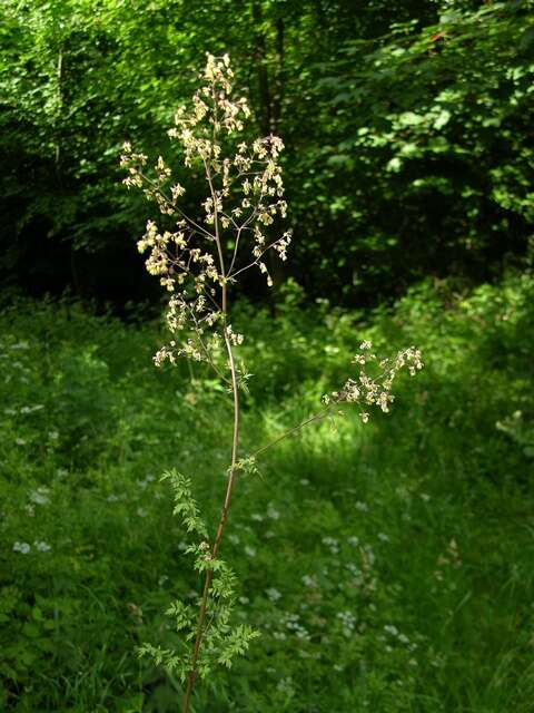 Image of Thalictrum simplex L.