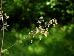 Image of Thalictrum simplex L.