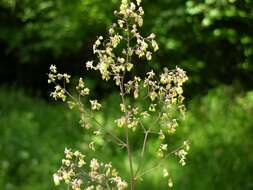 Image of Thalictrum simplex L.