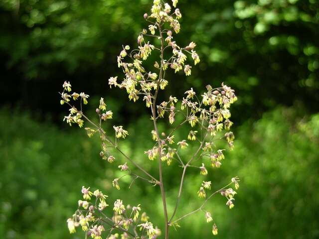 Image of Thalictrum simplex L.