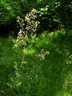 Image of Thalictrum simplex L.