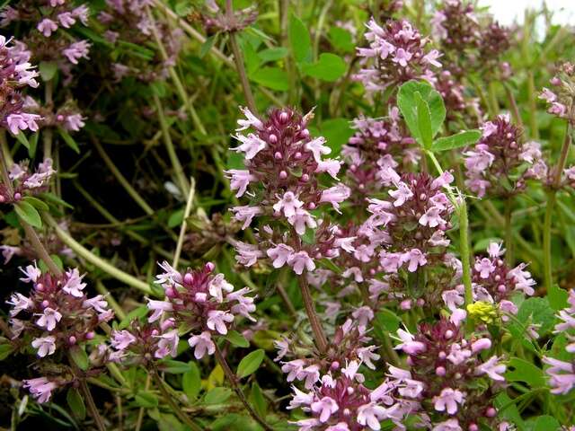 Image of thyme