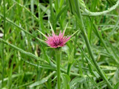 Image of goatsbeard