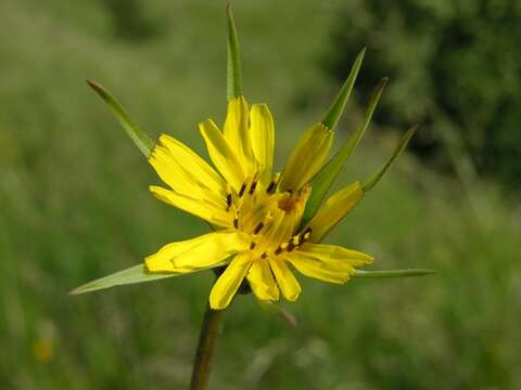 Image of Tragopogon minor Mill.