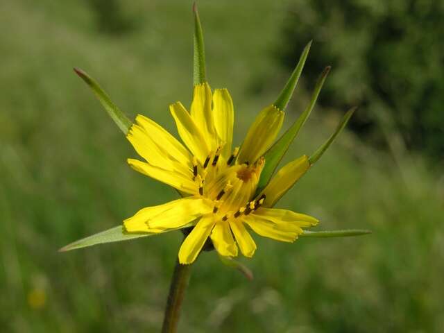 Image de Tragopogon minor Mill.