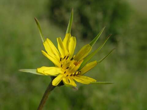 Image of Tragopogon minor Mill.