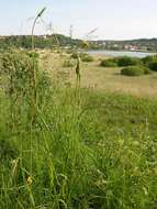 Image de Tragopogon minor Mill.