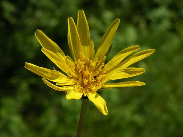 Image de Tragopogon orientalis L.