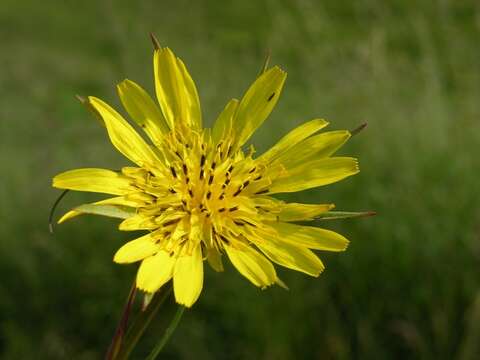 Image of Tragopogon pratensis subsp. pratensis