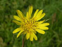 Image of Tragopogon pratensis subsp. pratensis