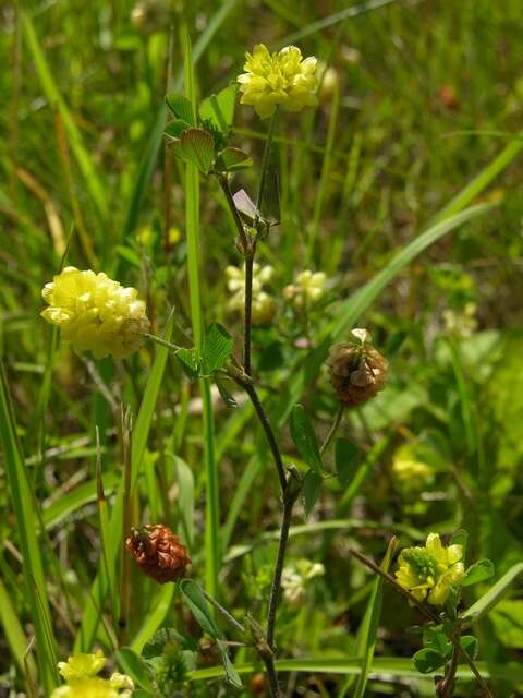 Image of clover